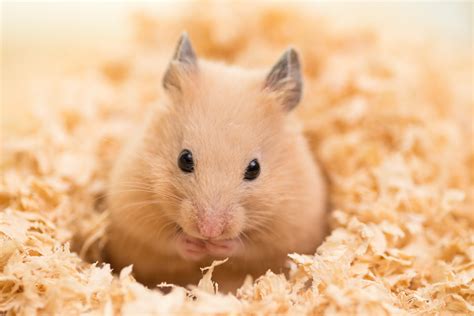 c hamster|Keeping Hamsters As Pets 